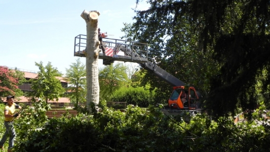 Abbattimento di un albero