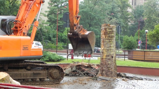 Abbattimento di un albero